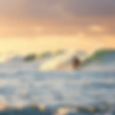 Surfing Experience at C Street Surfers enjoying waves at C Street