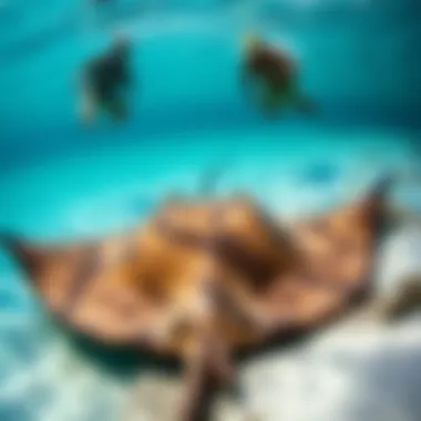 Understanding Stingray Encounters Visual representation of stingray encounter scenarios