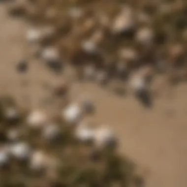 A close-up of sand with seashells and seaweed