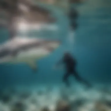 Diver Engaging with a Shark A diver interacting with a shark in crystal clear waters.
