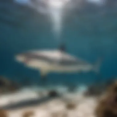 Growth of Shark Diving Tourism An infographic showing the rise of shark diving tourism over the years.