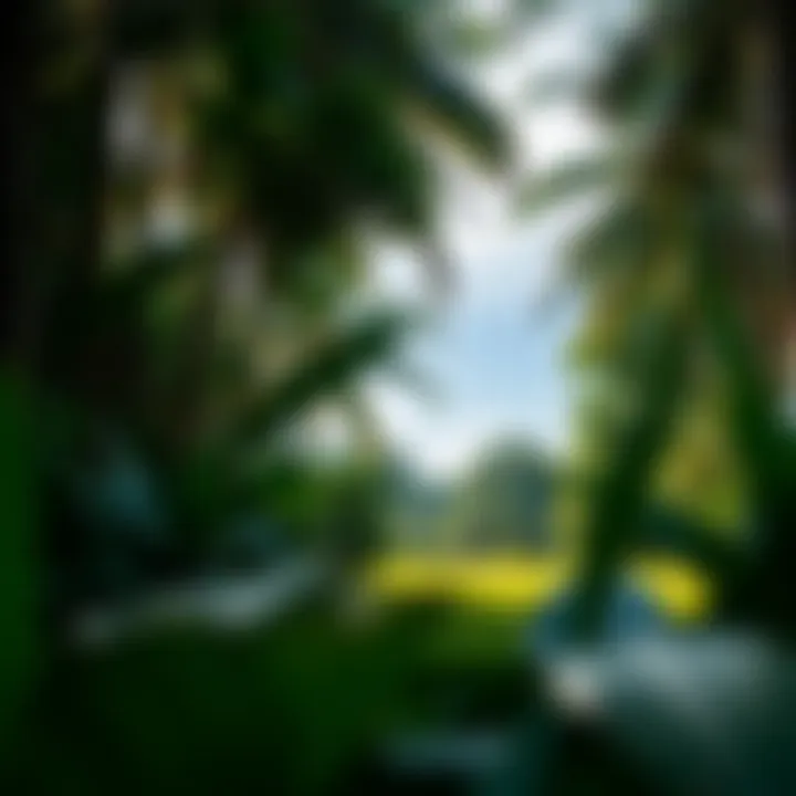 Tropical Beauty Surrounding LaPoint Camp Lush tropical surroundings of LaPoint Camp