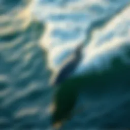 A sleek mini hydrofoil cutting through the waves