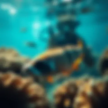 Diverse marine life observed while snorkeling