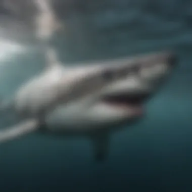 Close-up of a tagged shark swimming in North Carolina waters