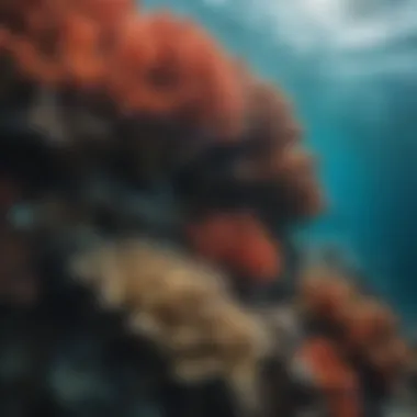 Underwater Wonders: Coral Reefs and Surfing Vibrant marine life thriving in a coral reef ecosystem