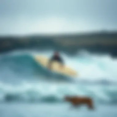 Surfers Embracing Nature and Wildlife in Iceland Surfers enjoying the waves alongside Icelandic wildlife and nature