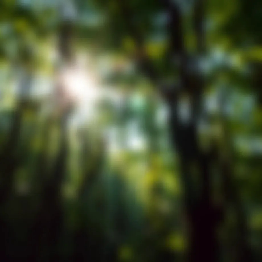 Lush green forest with sunlight filtering through the leaves