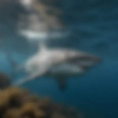 A stunning great white shark swimming gracefully through the blue ocean