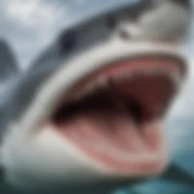 Shark's Sensory System Close-up of a shark's unique sensory system with visible ampullae of Lorenzini