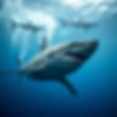 The Graceful Great White Shark A majestic great white shark swimming gracefully through the ocean depths