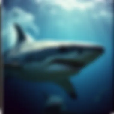 Ecological Significance of Great White Sharks Ecological significance of great white sharks