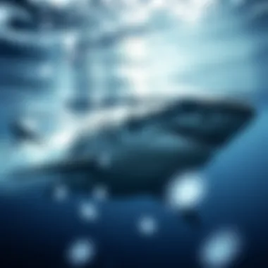 Habitat Zones of Great White Sharks Great white shark habitat zones