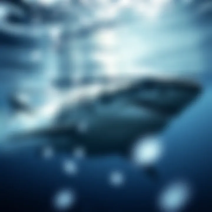 Habitat Zones of Great White Sharks Great white shark habitat zones