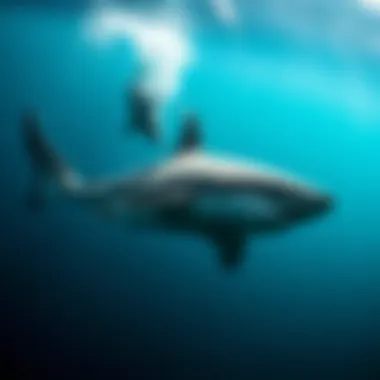 Migration Patterns of Great White Sharks Migration patterns of great white sharks