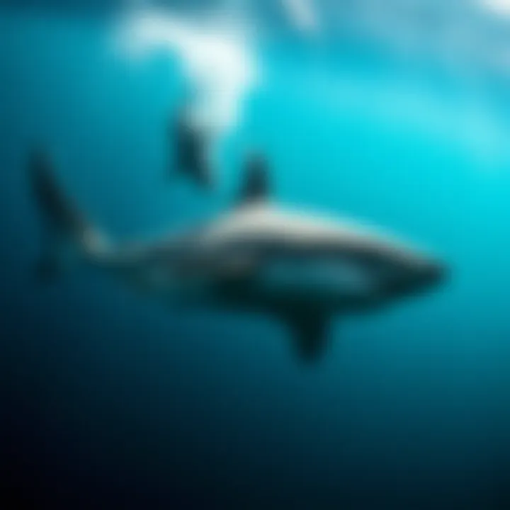 Migration Patterns of Great White Sharks Migration patterns of great white sharks