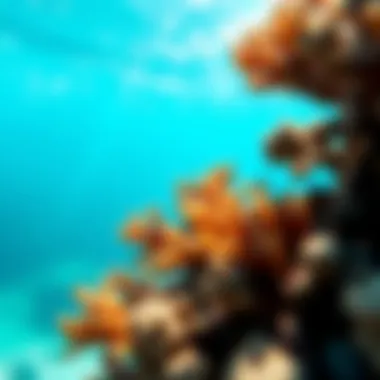 Coral reef affected by chemical pollution