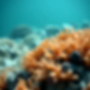 Coral Bleaching Phenomenon Coral bleaching phenomenon