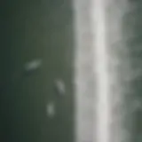 Aerial view of surfers riding waves at Pacifica beach