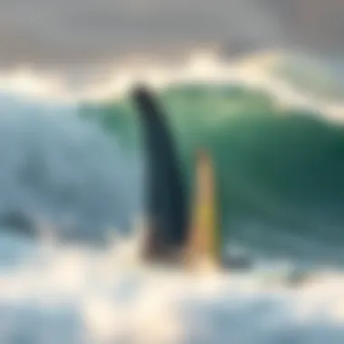 The Role of Hydrodynamics in Surfing Performance Hydrodynamics in surfing