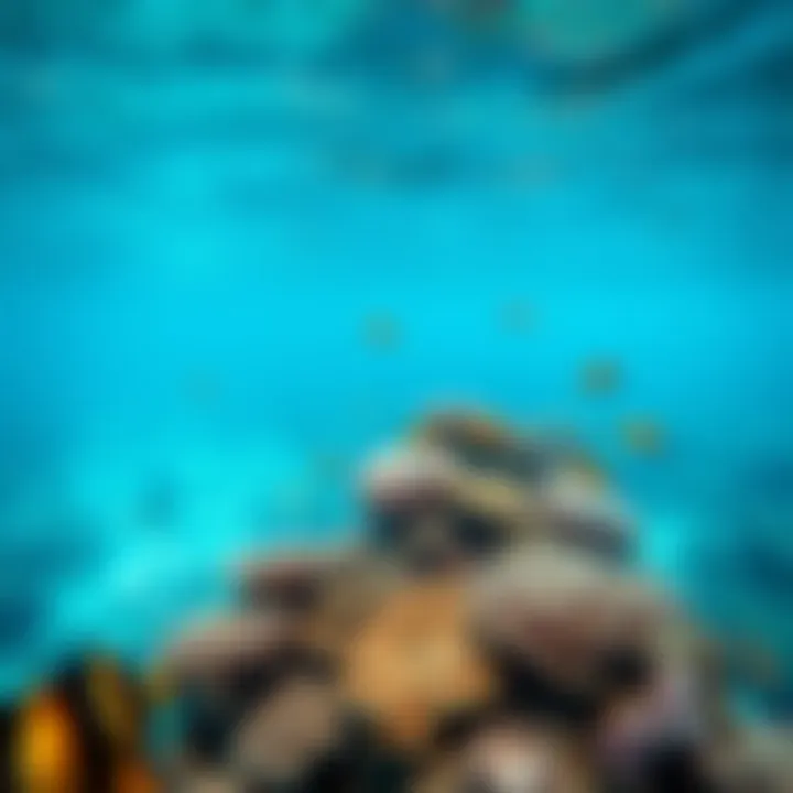 Underwater Life of the Maldives Underwater scene featuring diverse marine life and colorful corals in the Maldives