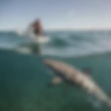 A surfer enjoying the ocean with white sharks nearby