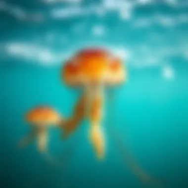 Effective Remedies for Jellyfish Stings Treatment options for jellyfish stings displayed