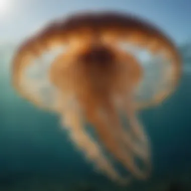 A close-up of a jellyfish swimming gracefully in clear water