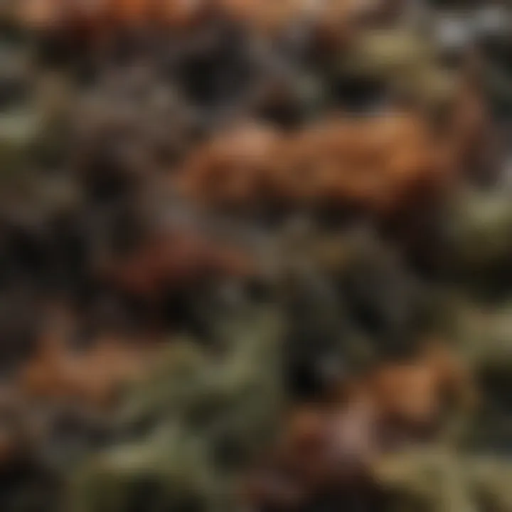 A close-up view of roasted seaweed highlighting its unique flavors