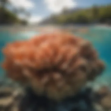 A close-up of the pristine coral reefs in Waikiki, highlighting their beauty