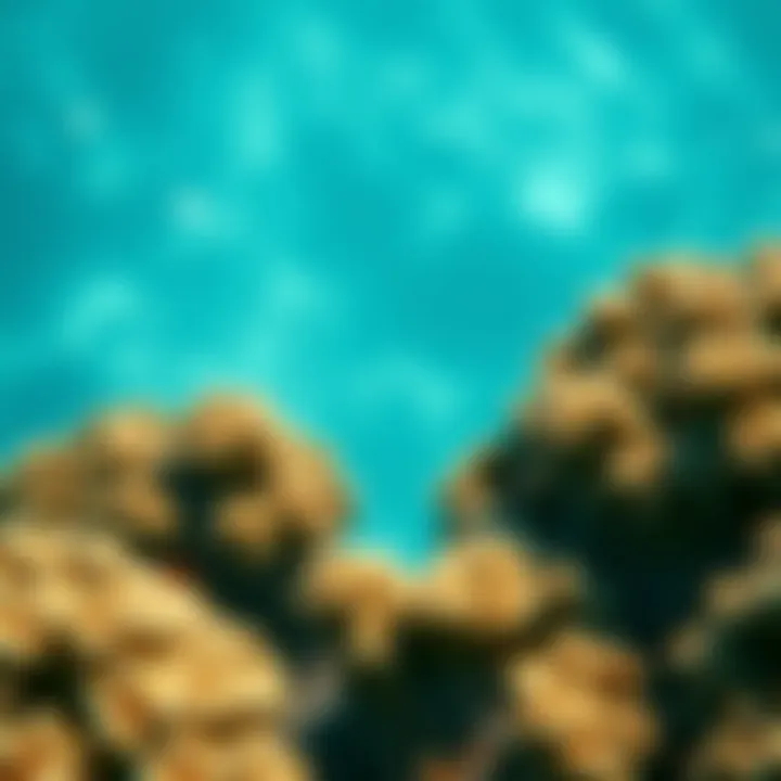 The Impact of Climate Change on Coral Reefs Coral reef bleaching due to rising water temperatures