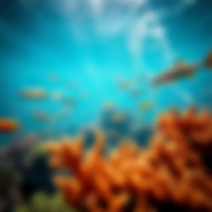 Biodiversity - The Heart of Healthy Oceans A vibrant marine ecosystem showing diverse marine species